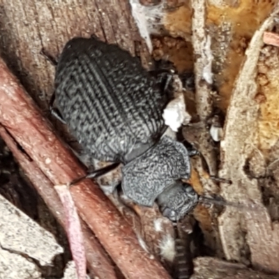 Adelium porcatum (Darkling Beetle) at Gungaderra Grasslands - 15 Feb 2021 by trevorpreston