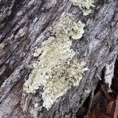 Parmeliaceae (family) (A lichen family) at Gungaderra Grasslands - 15 Feb 2021 by tpreston