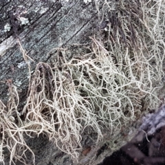 Usnea sp. (genus) (Bearded lichen) at Gungaderra Grasslands - 15 Feb 2021 by tpreston