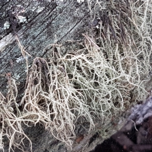 Usnea sp. (genus) at Kaleen, ACT - 16 Feb 2021 10:48 AM