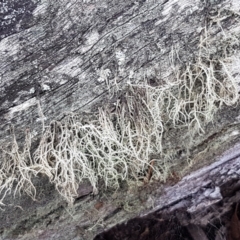 Usnea sp. (genus) at Kaleen, ACT - 16 Feb 2021 10:48 AM