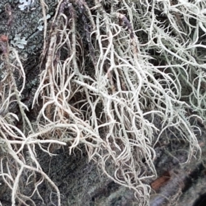 Usnea sp. (genus) at Kaleen, ACT - 16 Feb 2021 10:48 AM