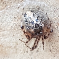 Cryptachaea veruculata (Diamondback comb-footed spider) at Kaleen, ACT - 16 Feb 2021 by trevorpreston