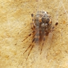 Cryptachaea veruculata at Kaleen, ACT - 16 Feb 2021 10:50 AM