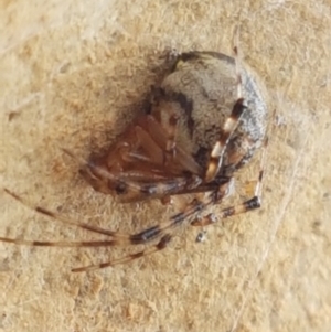 Cryptachaea veruculata at Kaleen, ACT - 16 Feb 2021 10:50 AM