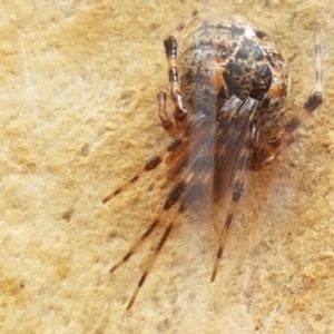 Cryptachaea veruculata at Kaleen, ACT - 16 Feb 2021