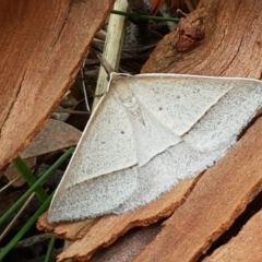 Epidesmia hypenaria (Long-nosed Epidesmia) at Crace, ACT - 15 Feb 2021 by tpreston