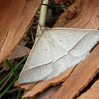 Epidesmia hypenaria (Long-nosed Epidesmia) at Crace, ACT - 15 Feb 2021 by tpreston