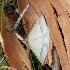 Epidesmia hypenaria at Crace, ACT - 16 Feb 2021 10:55 AM