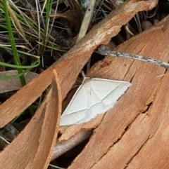 Epidesmia hypenaria at Crace, ACT - 16 Feb 2021 10:55 AM