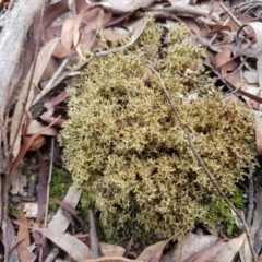 Cladia sp. (genus) at Gungaderra Grasslands - 16 Feb 2021 by tpreston