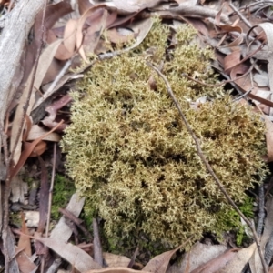 Cladia sp. (genus) at Kaleen, ACT - 16 Feb 2021 11:00 AM