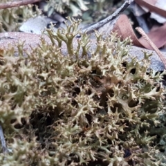 Cladia sp. (genus) at Kaleen, ACT - 16 Feb 2021