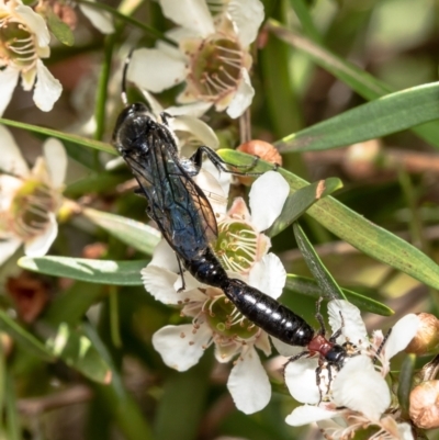 Rhagigaster ephippiger (Smooth flower wasp) at ANBG - 14 Feb 2021 by Roger