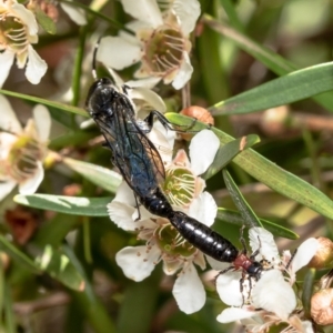 Rhagigaster ephippiger at Acton, ACT - 15 Feb 2021