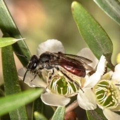 Lasioglossum (Parasphecodes) sp. (genus & subgenus) (Halictid bee) at Acton, ACT - 15 Feb 2021 by Roger