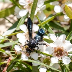 Scoliidae (family) (Unidentified Hairy Flower Wasp) at Acton, ACT - 15 Feb 2021 by Roger