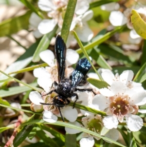 Scoliidae (family) at Acton, ACT - 15 Feb 2021 10:50 AM