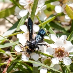 Scoliidae sp. (family) (Unidentified Hairy Flower Wasp) at Acton, ACT - 14 Feb 2021 by Roger