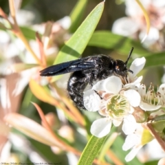 Scoliidae (family) at Acton, ACT - 15 Feb 2021 10:50 AM