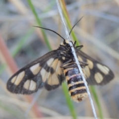 Amata (genus) (Handmaiden Moth) at QPRC LGA - 5 Jan 2021 by michaelb