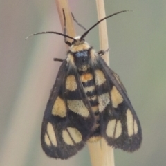 Amata (genus) at Bungendore, NSW - 5 Jan 2021