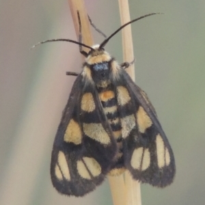 Amata (genus) at Bungendore, NSW - 5 Jan 2021