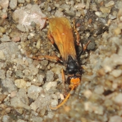 Cryptocheilus sp. (genus) (Spider wasp) at Stromlo, ACT - 20 Jan 2021 by MichaelBedingfield