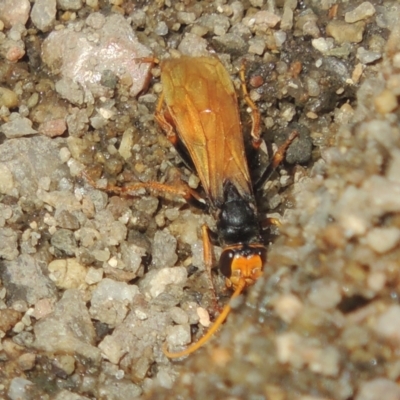 Cryptocheilus sp. (genus) (Spider wasp) at Cotter Reserve - 20 Jan 2021 by michaelb