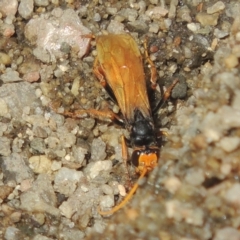 Cryptocheilus sp. (genus) (Spider wasp) at Stromlo, ACT - 20 Jan 2021 by michaelb