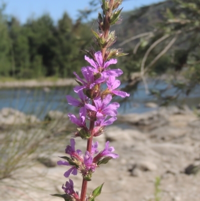 Lythrum salicaria (Purple Loosestrife) at Cotter Reserve - 20 Jan 2021 by michaelb