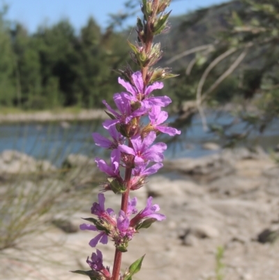 Lythrum salicaria (Purple Loosestrife) at Stromlo, ACT - 20 Jan 2021 by MichaelBedingfield