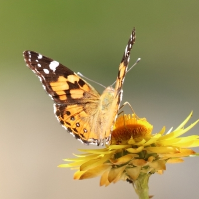 Vanessa kershawi (Australian Painted Lady) at ANBG - 15 Feb 2021 by RodDeb