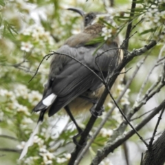 Acanthorhynchus tenuirostris (Eastern Spinebill) at Aranda, ACT - 16 Feb 2021 by KMcCue