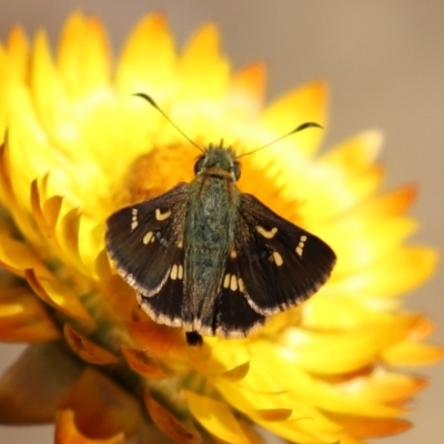 Dispar compacta (Barred Skipper) at ANBG - 15 Feb 2021 by RodDeb