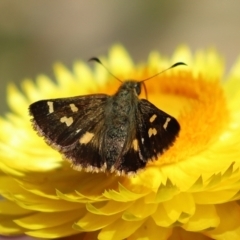 Dispar compacta (Barred Skipper) at ANBG - 15 Feb 2021 by RodDeb