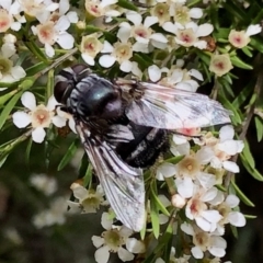 Rutilia (Donovanius) sp. (genus & subgenus) (A Bristle Fly) at Aranda, ACT - 16 Feb 2021 by KMcCue