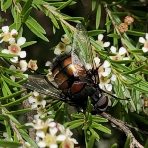 Rutilia (Donovanius) sp. (genus & subgenus) at Aranda, ACT - 16 Feb 2021 11:52 AM