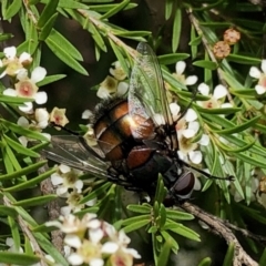 Rutilia (Donovanius) sp. (genus & subgenus) at Aranda, ACT - 16 Feb 2021