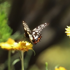 Papilio anactus (Dainty Swallowtail) at Acton, ACT - 15 Feb 2021 by RodDeb