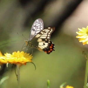 Papilio anactus at Acton, ACT - 15 Feb 2021