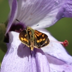 Ocybadistes walkeri (Green Grass-dart) at Acton, ACT - 15 Feb 2021 by RodDeb