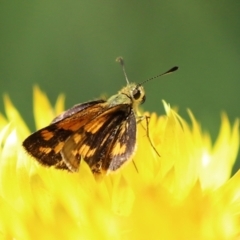 Ocybadistes walkeri at Acton, ACT - 15 Feb 2021 01:41 PM