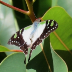 Graphium macleayanum (Macleay's Swallowtail) at ANBG - 14 Feb 2021 by RodDeb