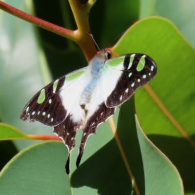 Graphium macleayanum (Macleay's Swallowtail) at Acton, ACT - 14 Feb 2021 by RodDeb