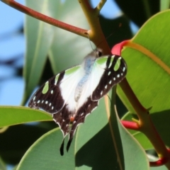 Graphium macleayanum at Acton, ACT - 15 Feb 2021