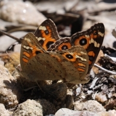 Junonia villida (Meadow Argus) at ANBG - 15 Feb 2021 by RodDeb