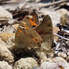 Junonia villida at Acton, ACT - 15 Feb 2021