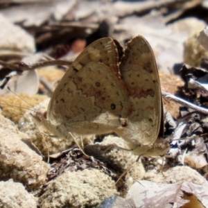 Junonia villida at Acton, ACT - 15 Feb 2021 12:24 PM