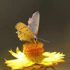 Jalmenus ictinus (Stencilled Hairstreak) at Acton, ACT - 15 Feb 2021 by RodDeb